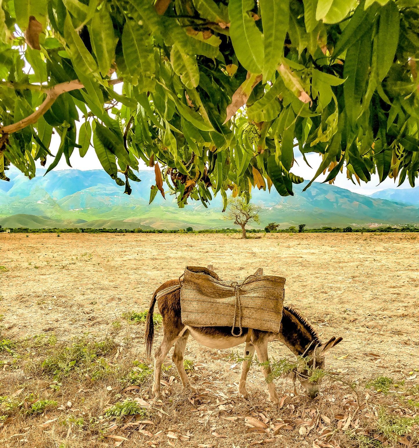 Donkey grazing digital print
