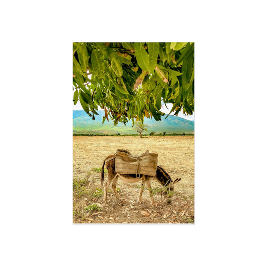 Donkey Grazing poster