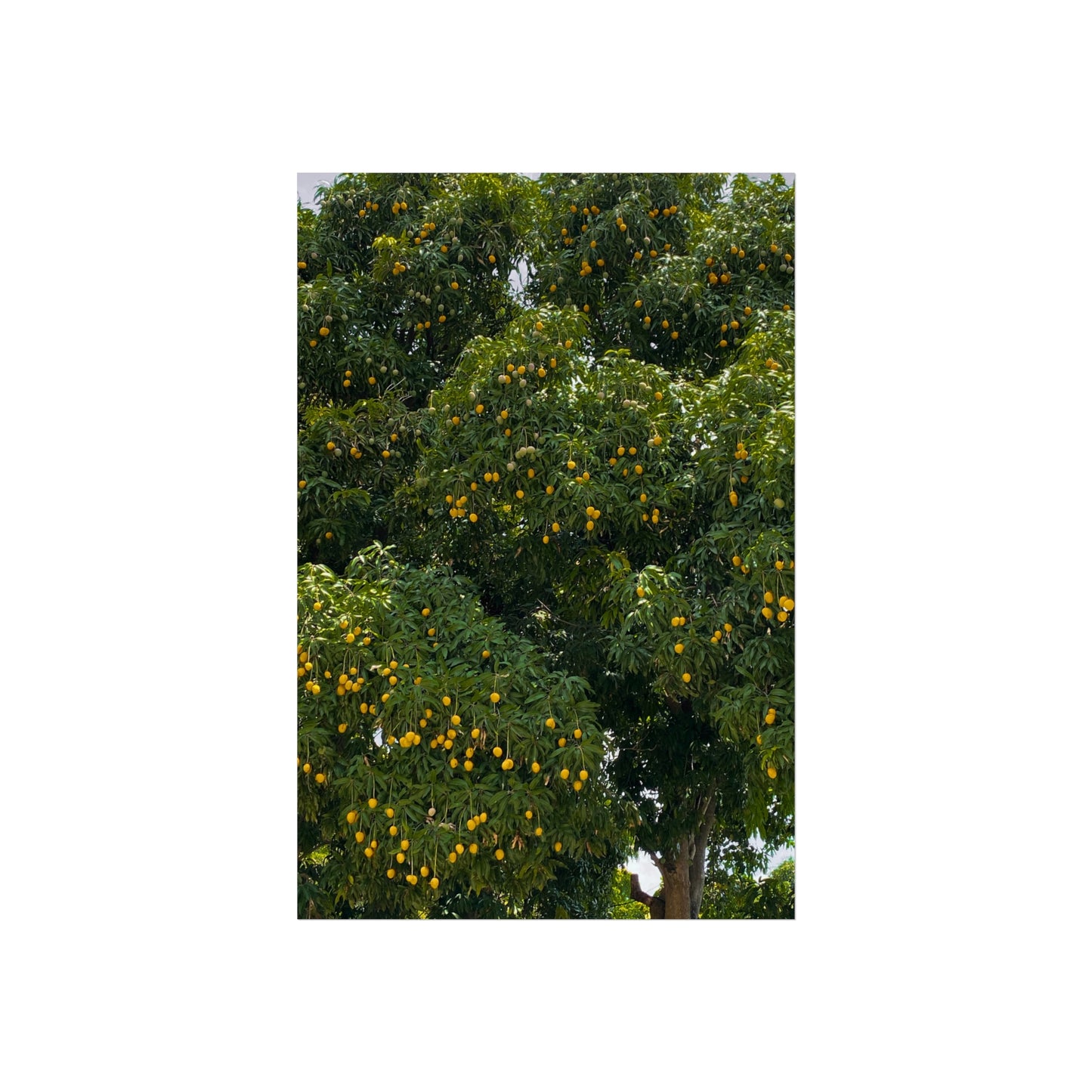 Haitian Mango Tree Fine Art Poster