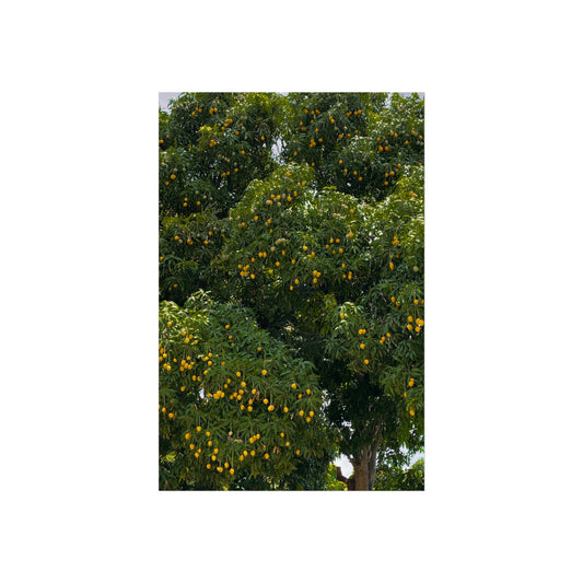 Haitian Mango Tree Fine Art Poster