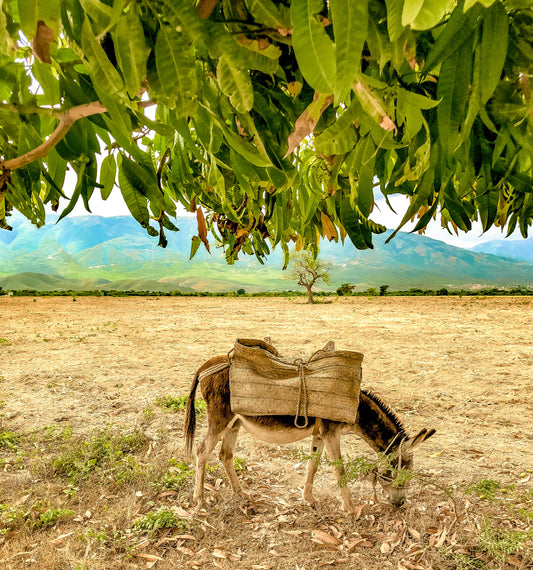 Donkey grazing digital print