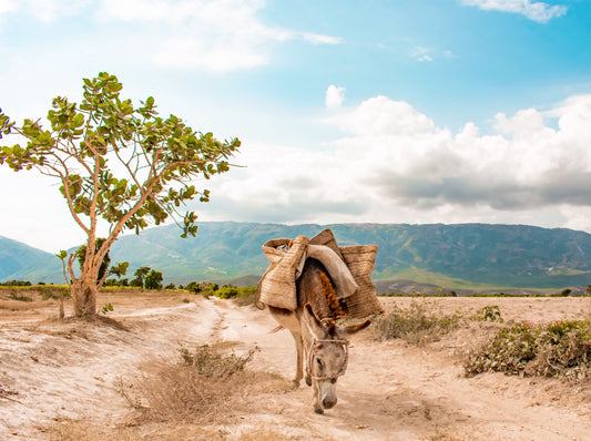 Donkey in the valley digital print