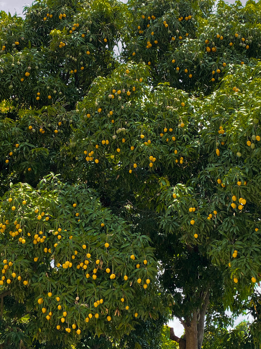 Mango tree in Haiti digital print